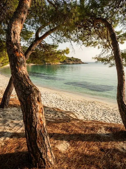 Aleppo pines leaning over a quiet sand beach on Skiathos at golden hour