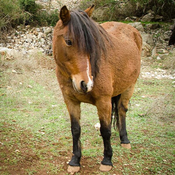Skyros ponies 11Skyros ponies