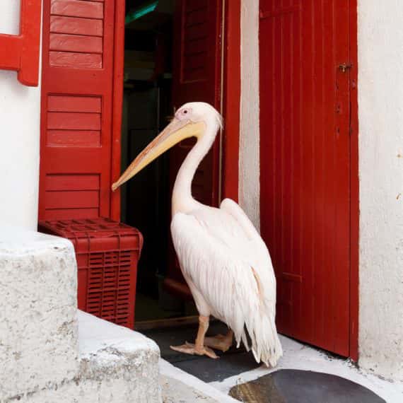 11Mykonos's Most Famous Resident: Petros the Pelican!