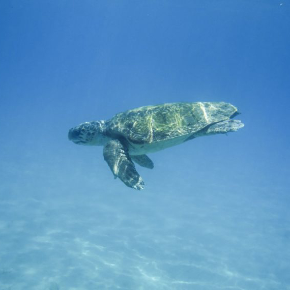 Turtle Beach 11Turtle Beach